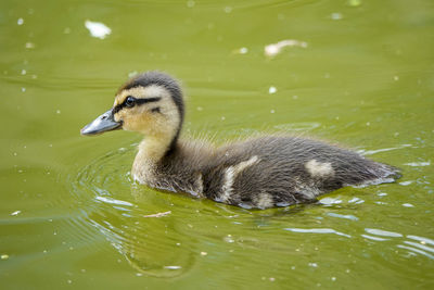 Duck swimming in lake