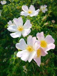 Close-up of white flowers blooming outdoors