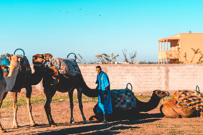 Horses standing against clear sky