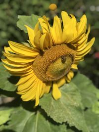 Close-up of honey bee on sunflower