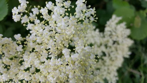 Close-up of white flowers blooming in garden