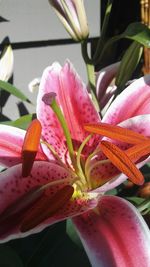 Close-up of pink lily