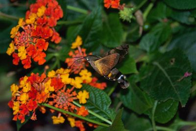 Close-up of butterfly on flower