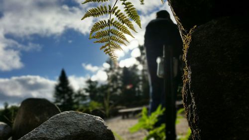 Close-up of plants against the sky