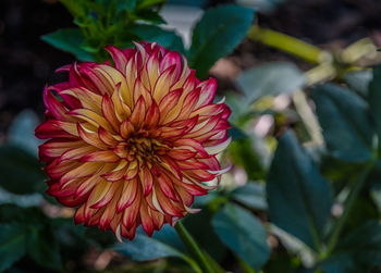 Close-up of red dahlia