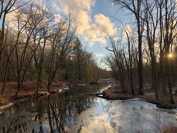 Scenic view of bare trees in forest during sunset