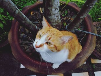 Portrait of a cat looking away