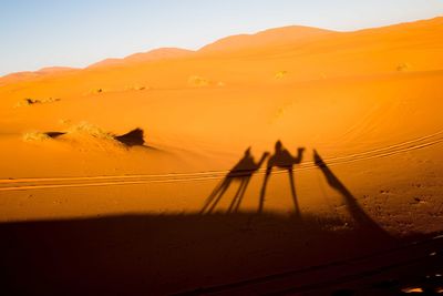 Silhouette of camels on desert