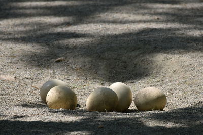 The appearance of ostrich eggs