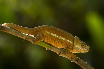 Close-up of lizard