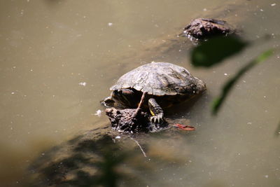 Close-up of a turtle in the lake