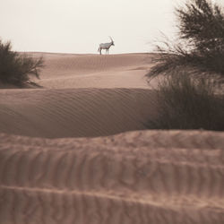 Sand dunes in a desert