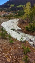 Scenic view of river in forest