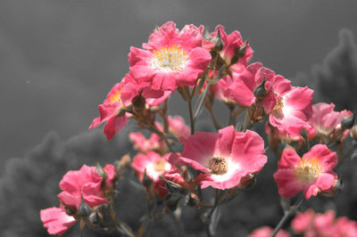 Close-up of pink flowers