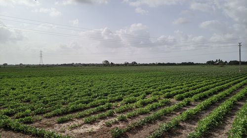 Scenic view of agricultural field against sky