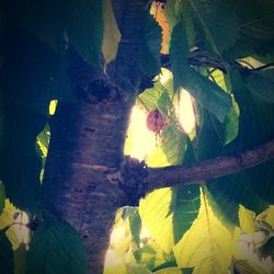 Leaves on plant