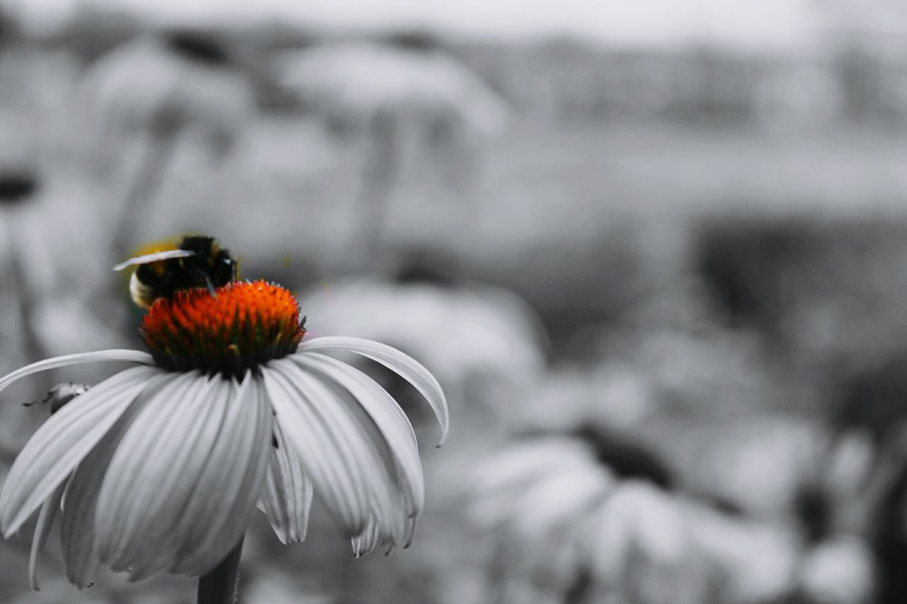 CLOSE-UP OF INSECT ON WHITE FLOWER