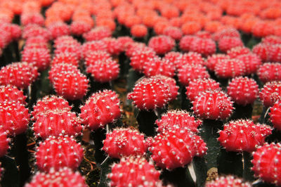 Full frame shot of strawberries