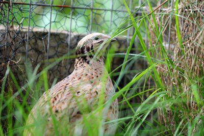 Portrait of a laying quail in green grass