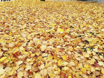 High angle view of maple leaves on road