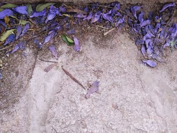 High angle view of purple on beach