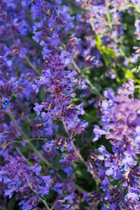 Close-up of purple flowers