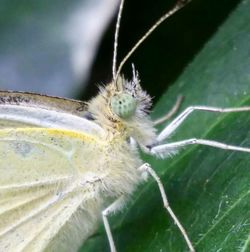 Close-up of plant against blurred background