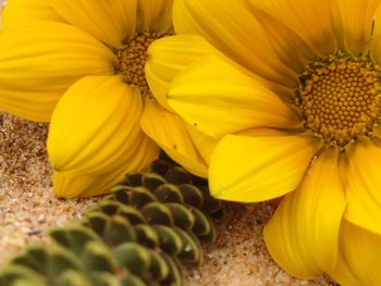 Close-up of yellow sunflower