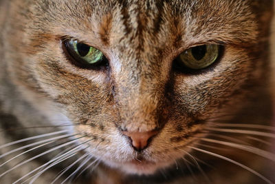 Close-up portrait of a cat