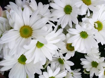 Close-up of white flowers