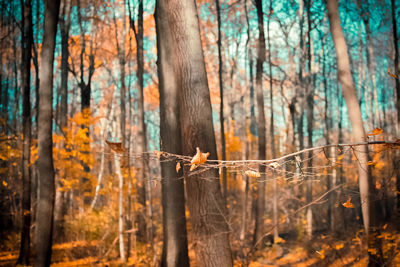 Trees growing in forest during autumn