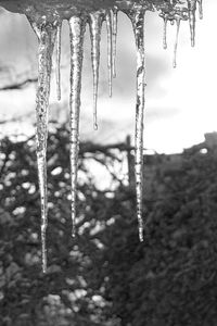 Close-up of icicles on plant during winter