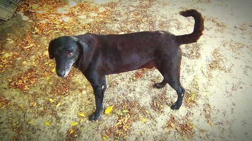 Dog standing outdoors