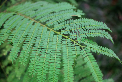 Close-up of fern leaves