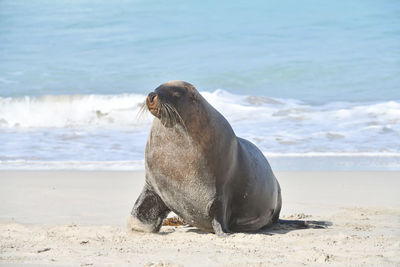 High angle view of sea lion on beach