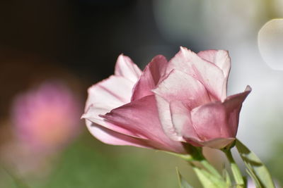 Close-up of pink rose