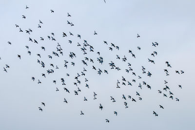 large group of animals