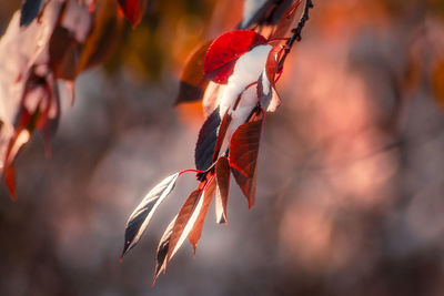 Close-up of red leaves on tree during autumn