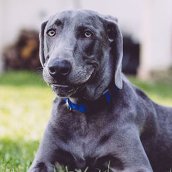 Close-up portrait of a dog