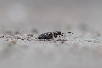 Close-up of insect on rock