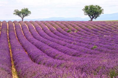 Scenic view of lavender field against sky