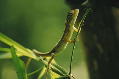 Close-up of lizard on plant