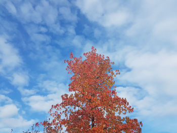 Low angle view of autumn tree against sky