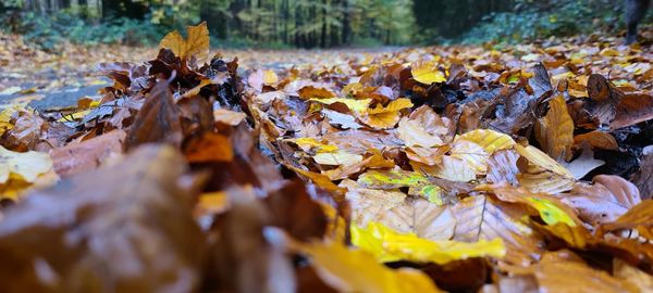 Close-up of fallen leaves on field during autumn