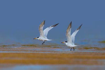 Seagulls flying in the sky