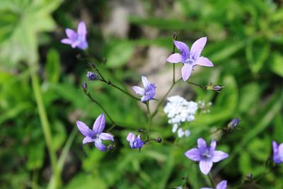 Purple flowers on a background of green grass