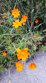 High angle view of orange flowering plant