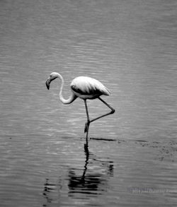 Bird in a lake