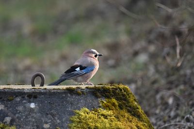 Close-up of bird perching on rock