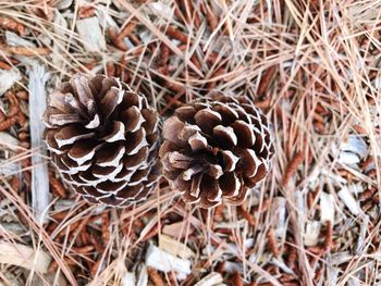 High angle view of pine cone on field